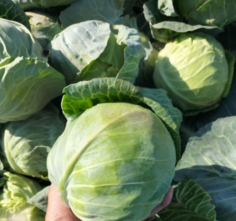 湖北精品圆包菜甘蓝1.5-2斤质量保证！一手货源