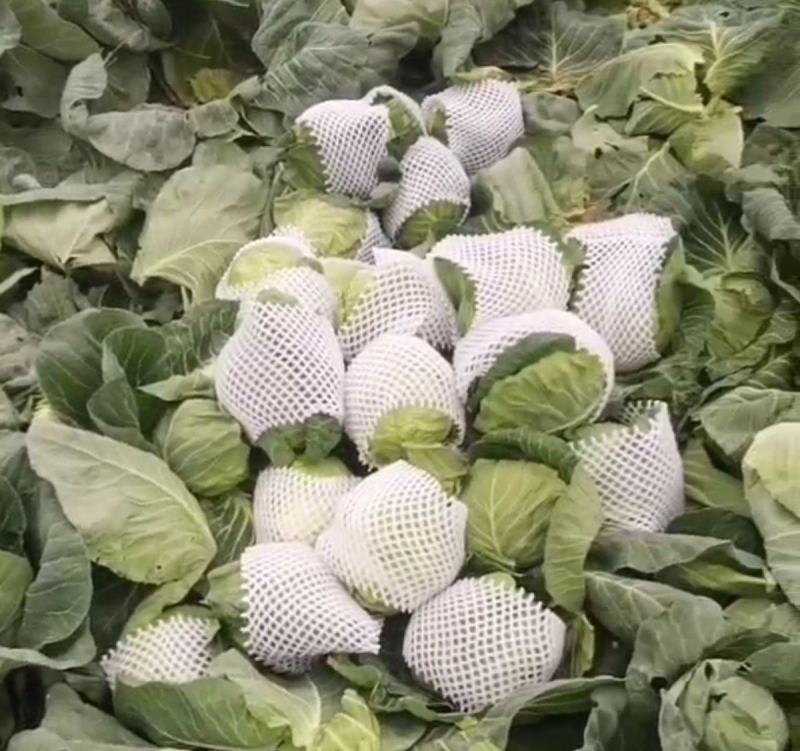 湖北精品圆包菜甘蓝1.5-2斤质量保证！一手货源