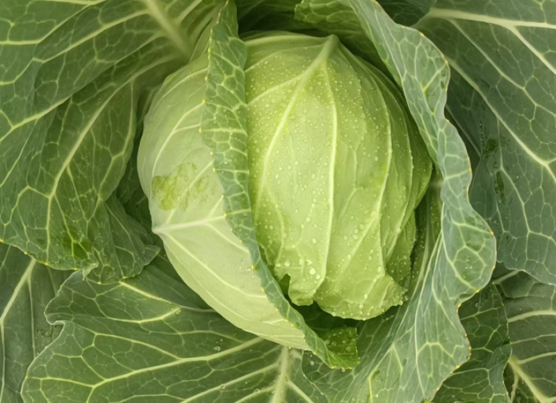 湖北精品圆包菜甘蓝1.5-2斤质量保证！一手货源
