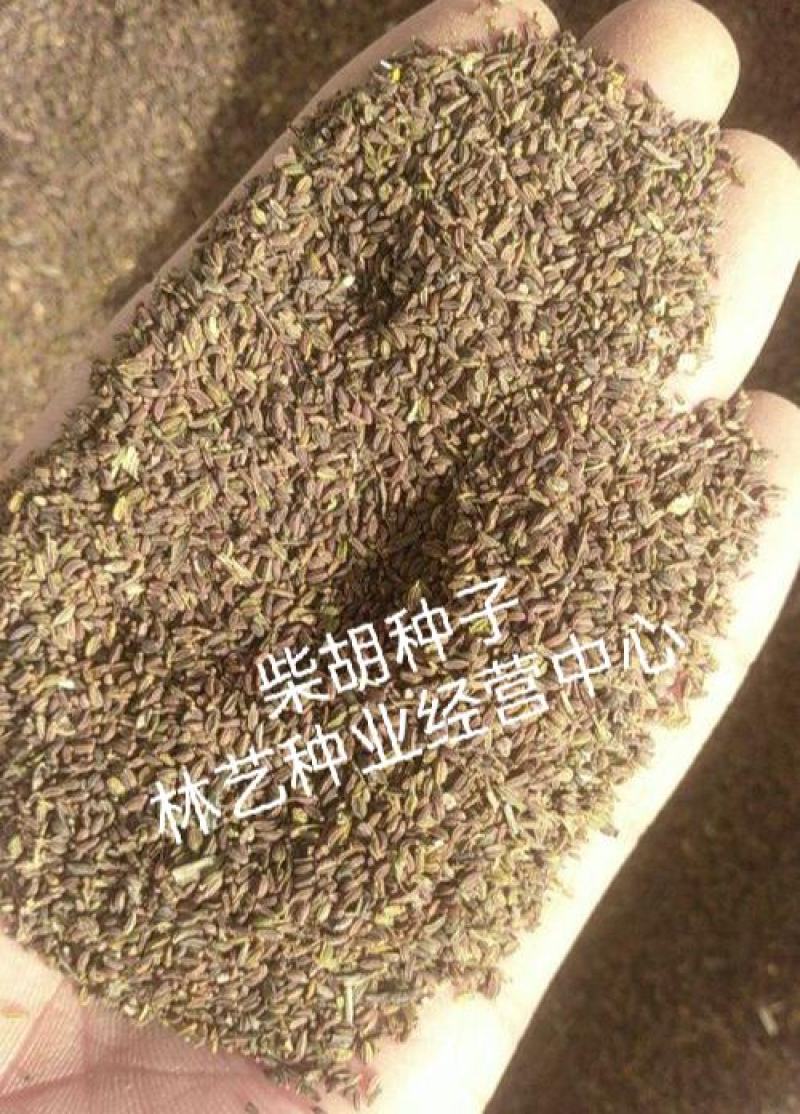 中药材种子柴胡纯新黑柴胡种子黄柴胡种子量大优惠