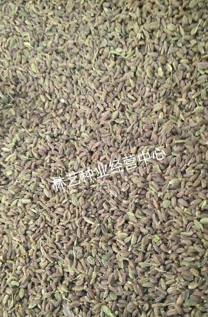 中药材种子柴胡纯新黑柴胡种子黄柴胡种子量大优惠