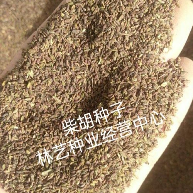 中药材种子柴胡纯新黑柴胡种子黄柴胡种子量大优惠