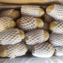 【优选】山东土豆荷兰十五土豆，货源充足，量大优惠