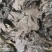 杜仲叶大量出售