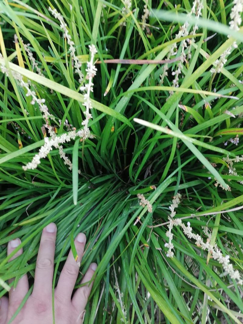 麦冬草，山东菏泽麦冬草绿化苗基地直供欢迎采购