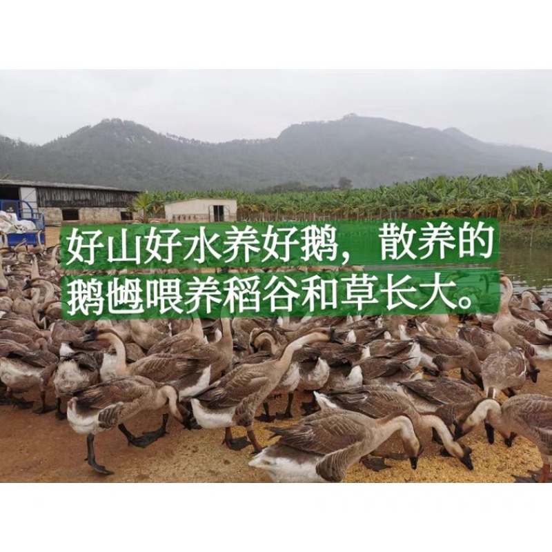 咸鹅蛋（支持全国一件代发，电商，微商，工厂直供，