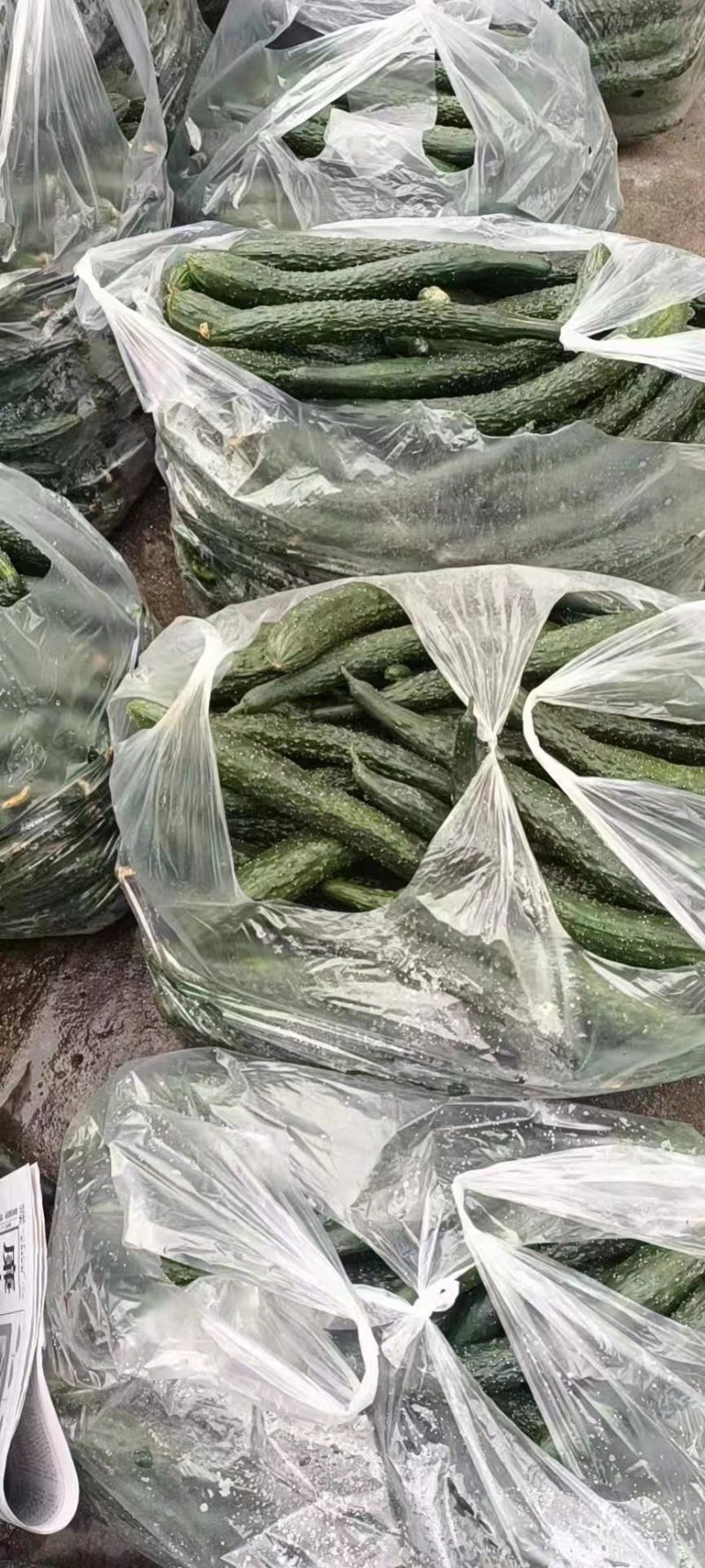 云南刺黄瓜大量上市中。货源充足，品质优越，产地直发，
