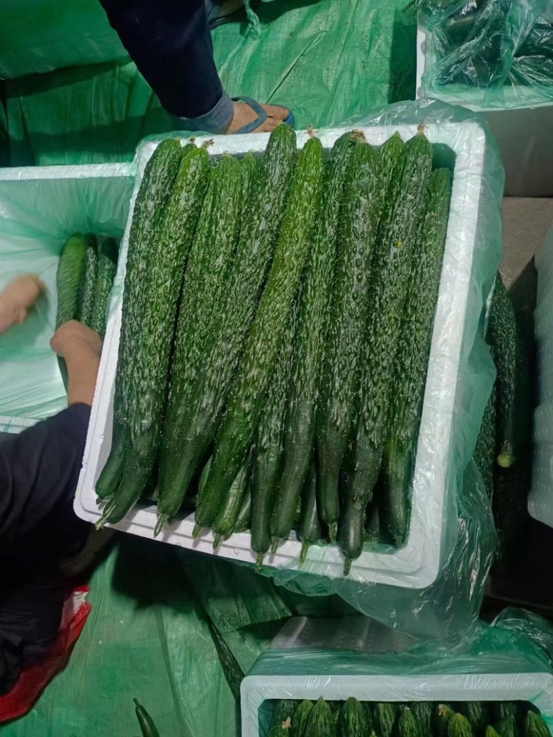 云南刺黄瓜大量上市中。货源充足，品质优越，产地直发，