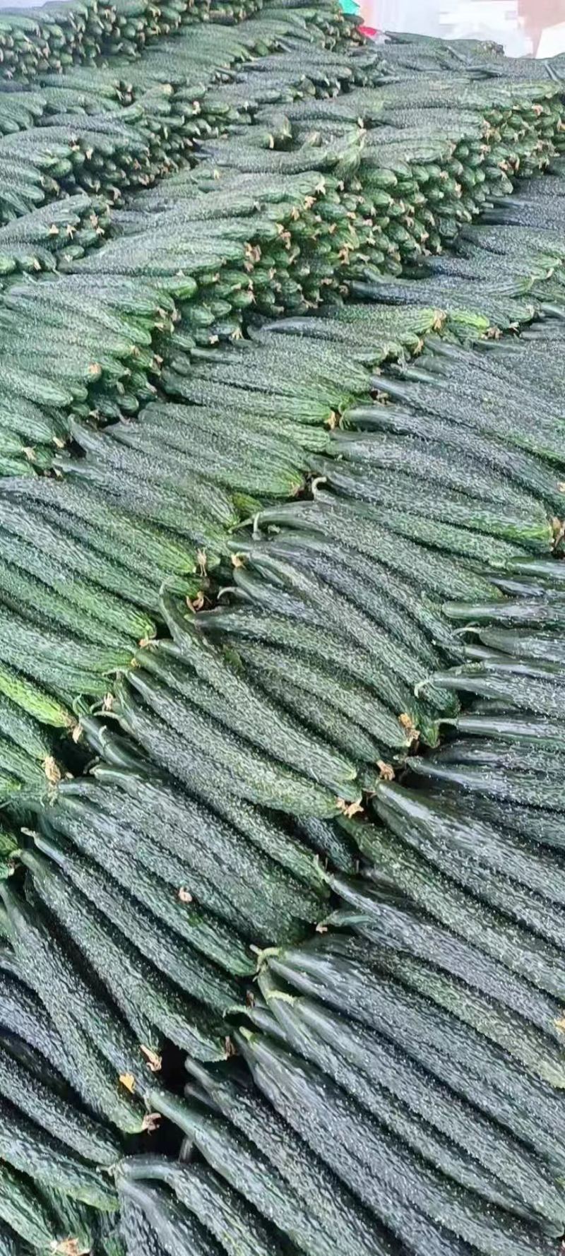 云南刺黄瓜大量上市中。货源充足，品质优越，产地直发，