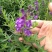 黄芩种籽散装优质中药材黄芩种子春季秋季种植多年生