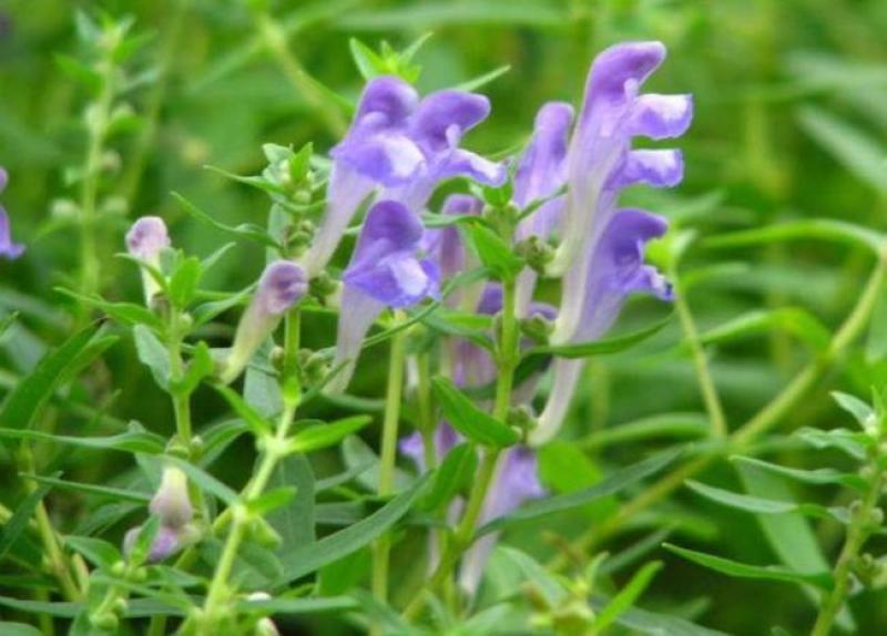 黄芩种籽散装优质中药材黄芩种子春季秋季种植多年生