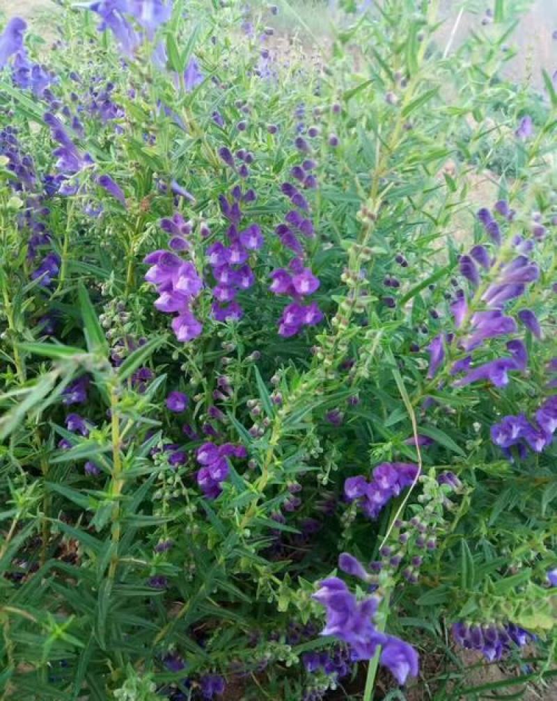 黄芩种籽散装优质中药材黄芩种子春季秋季种植多年生