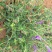黄芩种籽散装优质中药材黄芩种子春季秋季种植多年生