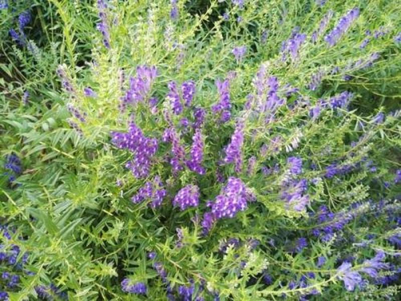 黄芩种籽散装优质中药材黄芩种子春季秋季种植多年生