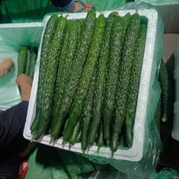 云南刺黄瓜大量上市中。货源充足，品质优越，产地直发，