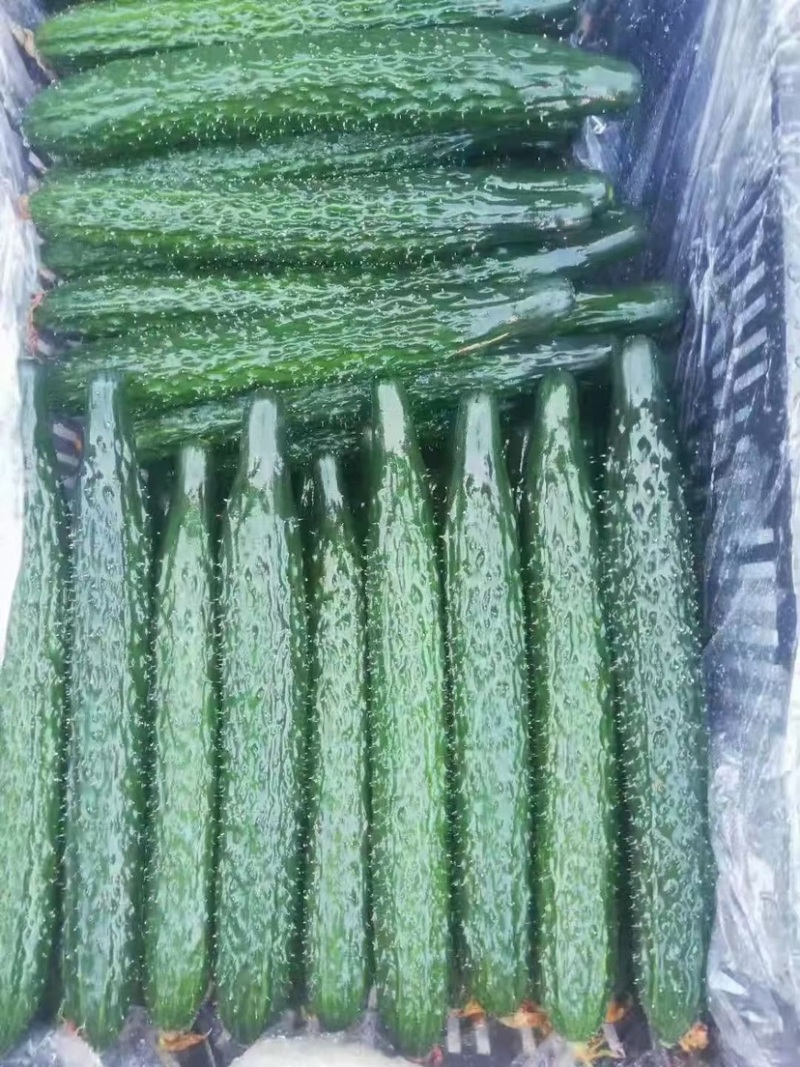 云南刺黄瓜大量上市中。货源充足，品质优越，产地直发，