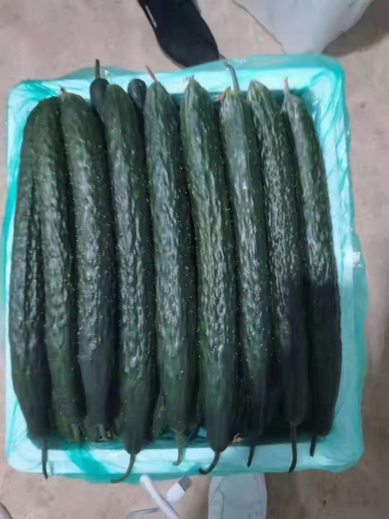 云南刺黄瓜大量上市中。货源充足，品质优越，产地直发，