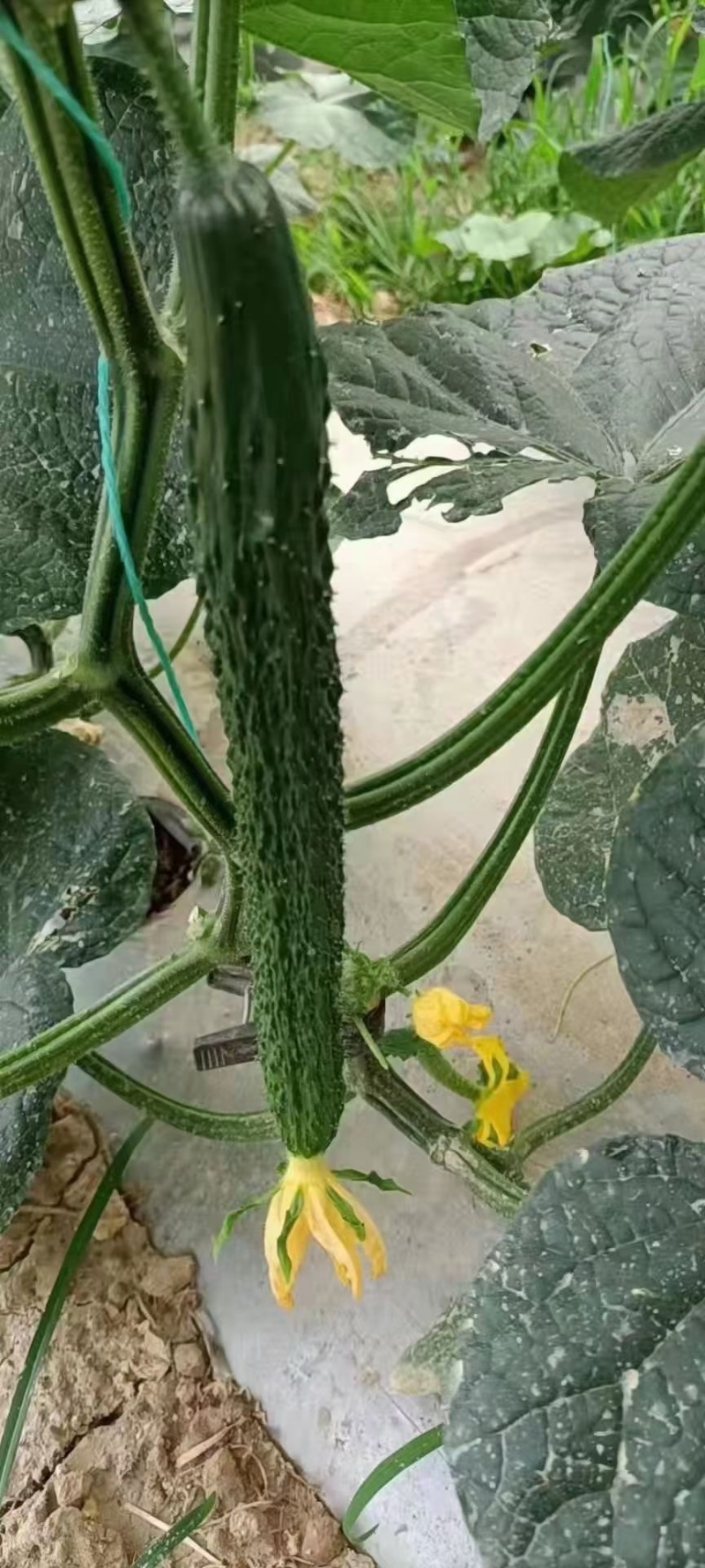 云南刺黄瓜大量上市中。货源充足，品质优越，产地直发，