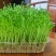 绿色芽苗菜水培豌豆苗无任何添加剂长期合作价格稳定