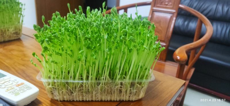 绿色芽苗菜水培豌豆苗无任何添加剂长期合作价格稳定