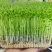 绿色芽苗菜水培豌豆苗无任何添加剂长期合作价格稳定