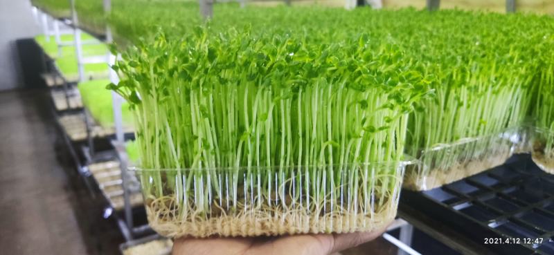 绿色芽苗菜水培豌豆苗无任何添加剂长期合作价格稳定