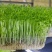 绿色芽苗菜水培豌豆苗无任何添加剂长期合作价格稳定