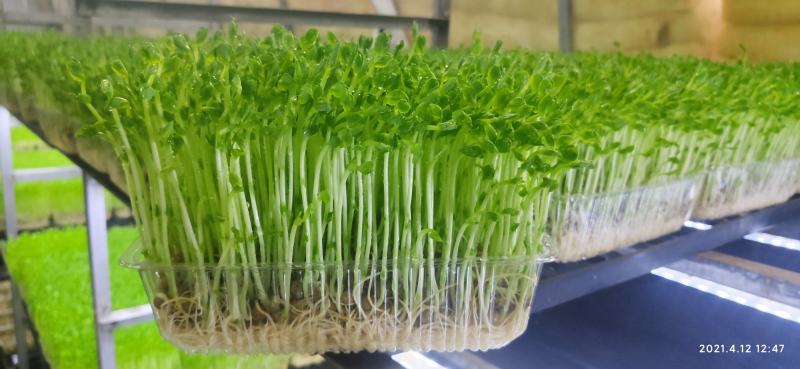 绿色芽苗菜水培豌豆苗无任何添加剂长期合作价格稳定