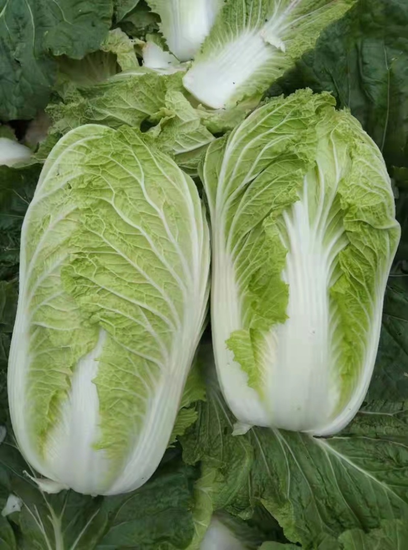 精品云南高原大白菜，货源充足，品质保证，产地直发，