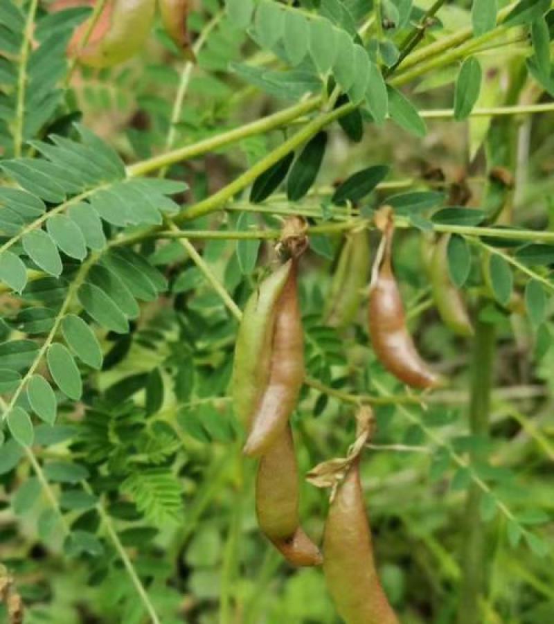 黄芪种子中药北方多年生中药材种易种植春季简装铁杆黄氏棉