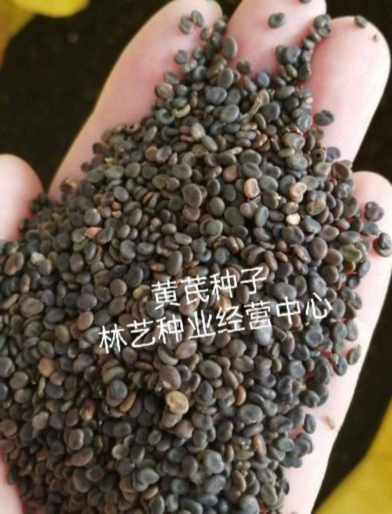 黄芪种子中药北方多年生中药材种易种植春季简装铁杆黄氏棉