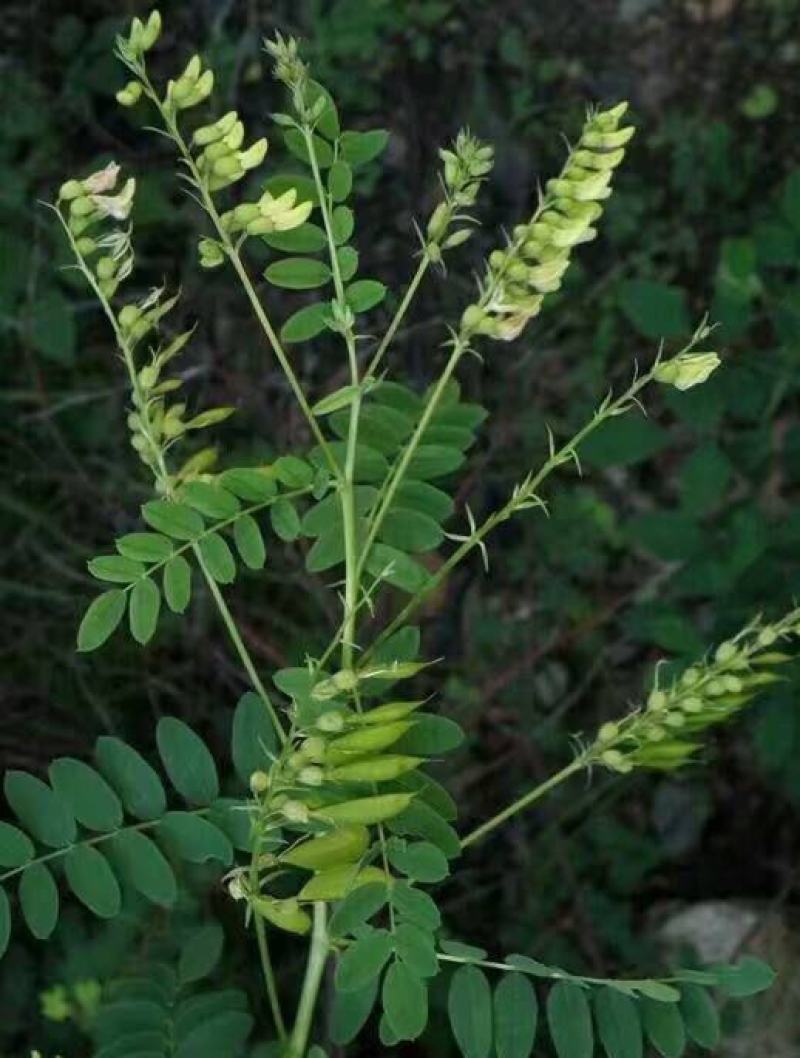黄芪种子中药北方多年生中药材种易种植春季简装铁杆黄氏棉