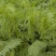 黄芪种子中药北方多年生中药材种易种植春季简装铁杆黄氏棉