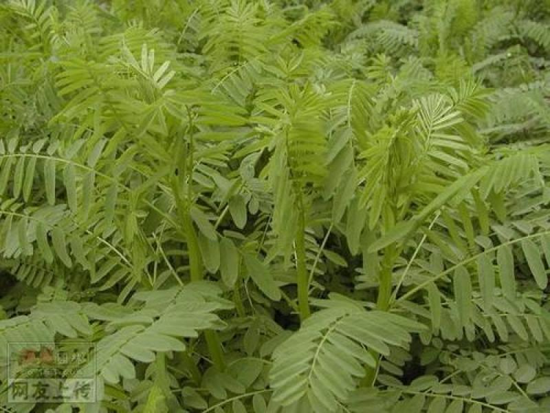 黄芪种子中药北方多年生中药材种易种植春季简装铁杆黄氏棉