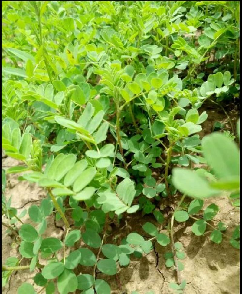 黄芪种子中药北方多年生中药材种易种植春季简装铁杆黄氏棉