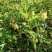 黄芪种子中药北方多年生中药材种易种植春季简装铁杆黄氏棉