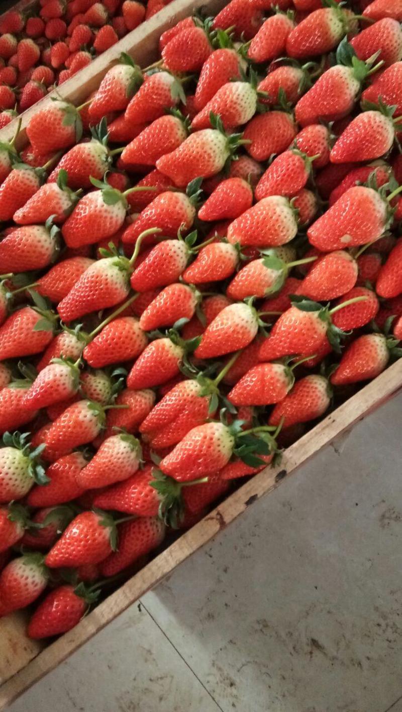 安丘市草莓，品种有甜宝(章姬)，隋珠香野，山口九号等。