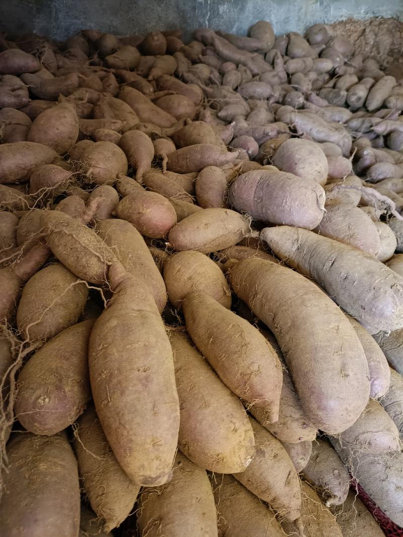 基地直供：紫罗兰紫薯供电商社区商超批发市场…