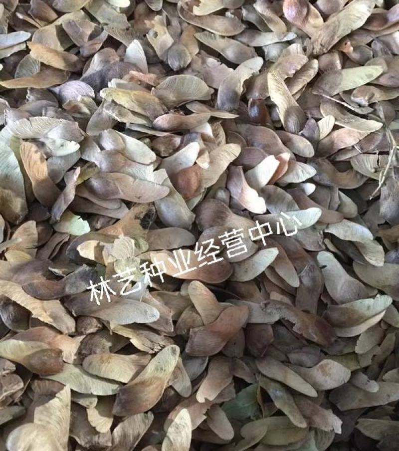 五角枫种子三角枫种子元宝枫鸡爪槭青枫种子枫树种子