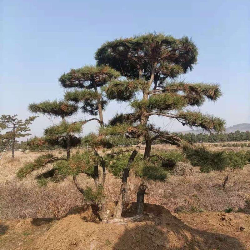 造型油松造型黑松各种园林绿化景观松迎客松