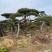 造型油松造型黑松各种园林绿化景观松迎客松