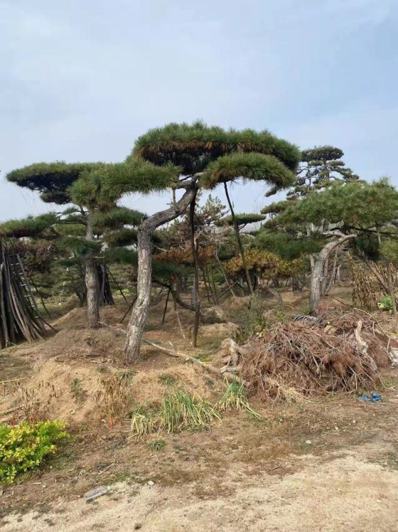 造型油松造型黑松各种园林绿化景观松迎客松