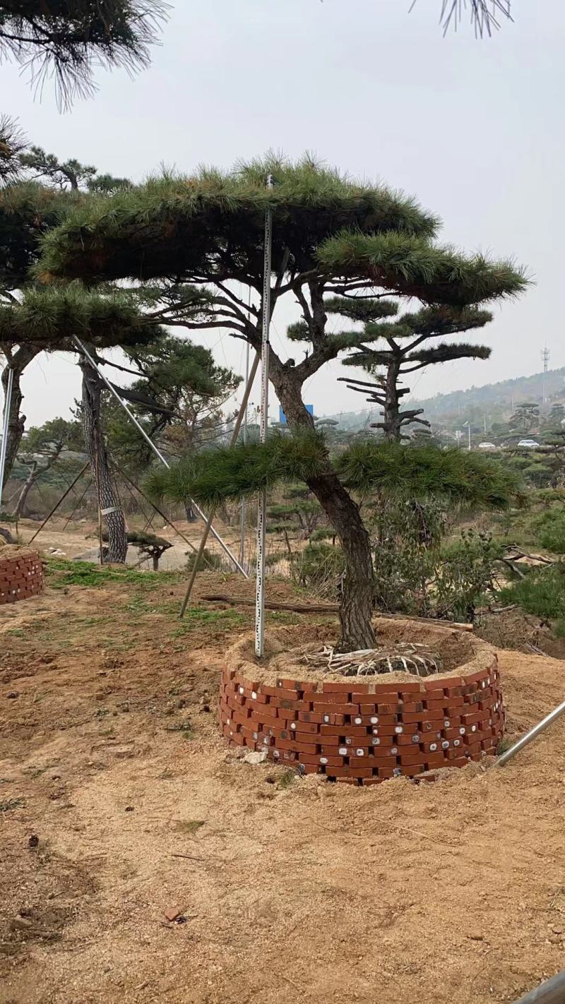 造型油松造型黑松各种园林绿化景观松迎客松