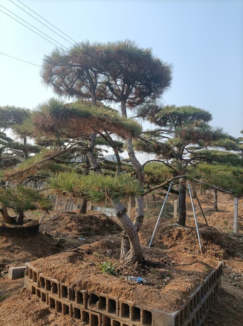造型油松造型黑松各种园林绿化景观松迎客松