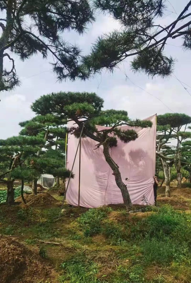 造型油松造型黑松各种园林绿化景观松迎客松