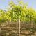林木种子新采糖槭种子别称银白槭种子糖槭树种子