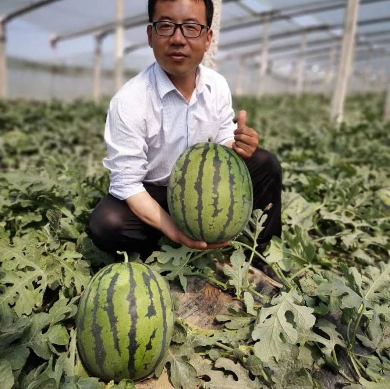 【早熟大果】早玉甜王西瓜种子耐低温大红瓤不倒瓤无畸形