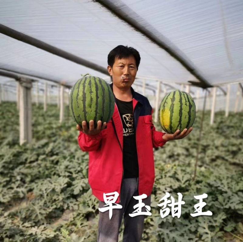 【早熟大果】早玉甜王西瓜种子耐低温大红瓤不倒瓤无畸形