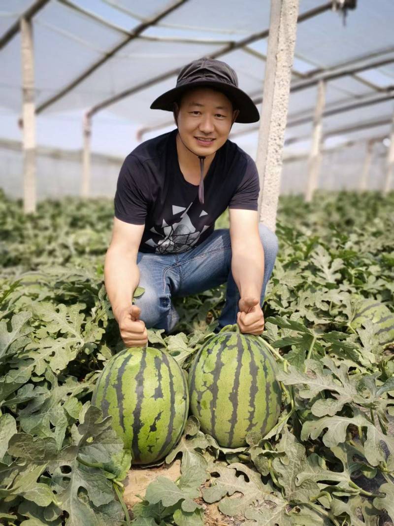 【早熟大果】早玉甜王西瓜种子耐低温大红瓤不倒瓤无畸形