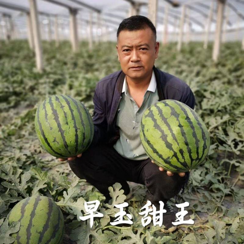 【早熟大果】早玉甜王西瓜种子耐低温大红瓤不倒瓤无畸形